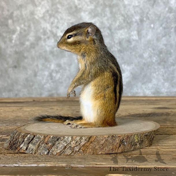 Chipmunk Life-Size Mount For Sale #22635 @ The Taxidermy Store