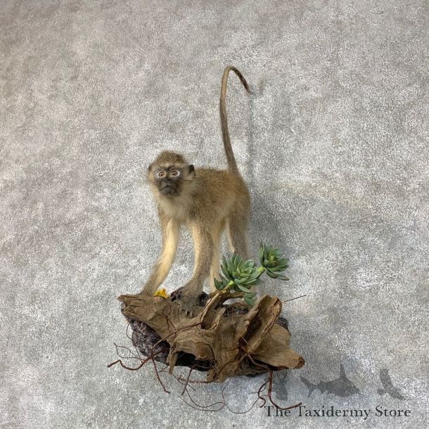 Vervet Monkey Life-Size Mount For Sale #22758 @ The Taxidermy Store