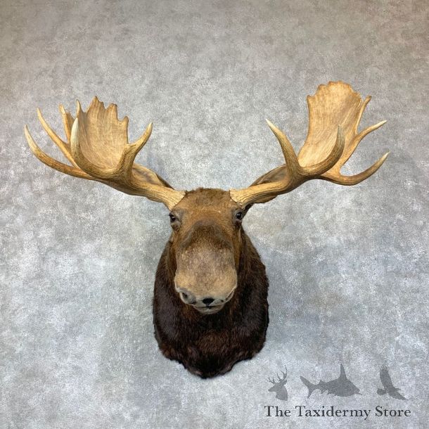 Canadian Moose Shoulder Mount For Sale #22891 @ The Taxidermy Store