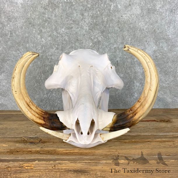 African Warthog Full Skull For Sale #23032 @ The Taxidermy Store