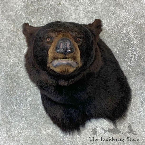 Black Bear Shoulder Mount For Sale #23095 @ The Taxidermy Store