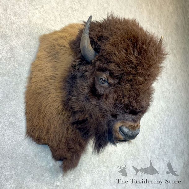 American Bison Shoulder Mount For Sale #23211 @ The Taxidermy Store