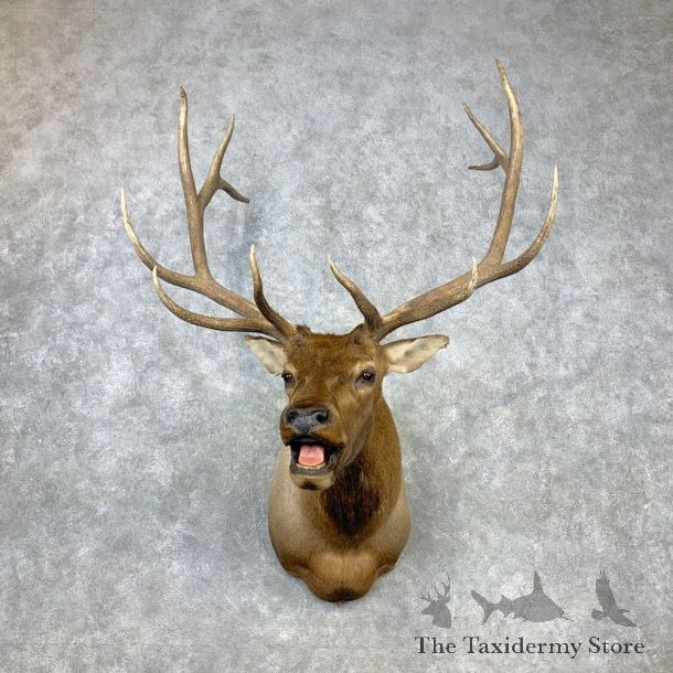 Rocky Mountain Elk Shoulder Mount For Sale #23298 @ The Taxidermy Store