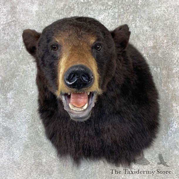 Black Bear Shoulder Mount For Sale #23353 @ The Taxidermy Store