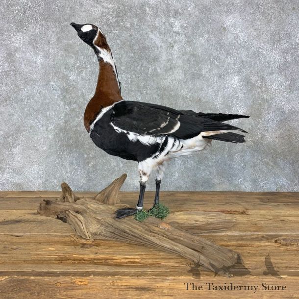 Red Breasted Goose Bird Mount For Sale #23450 @ The Taxidermy Store