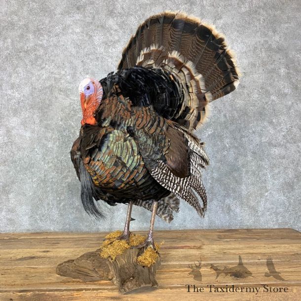 Merriam's Turkey Bird Mount For Sale #23493 @ The Taxidermy Store