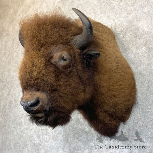 American Buffalo Shoulder Taxidermy Mount For Sale #23759 @ The Taxidermy Store