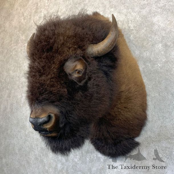 American Bison Shoulder Mount For Sale #23940 @ The Taxidermy Store