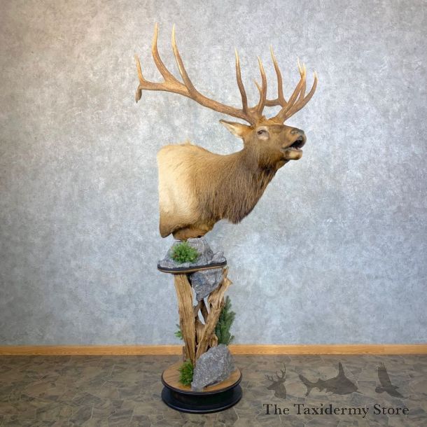 Rocky Mountain Elk Pedestal Mount For Sale #23954 @ The Taxidermy Store