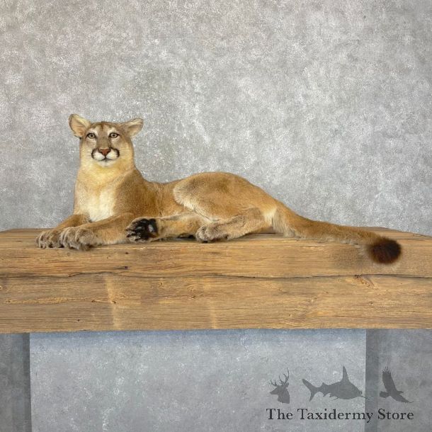 Mountain Lion Life-Size Mount For Sale #24131 @ The Taxidermy Store
