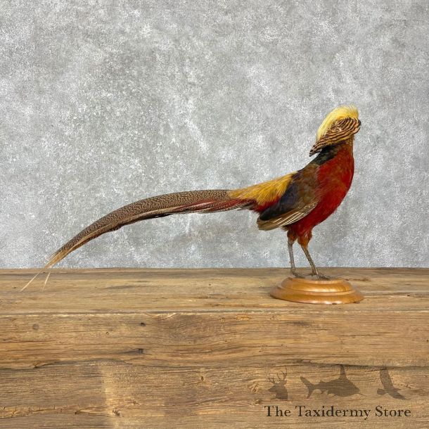 Red Golden Pheasant Mount For Sale #24138 @ The Taxidermy Store