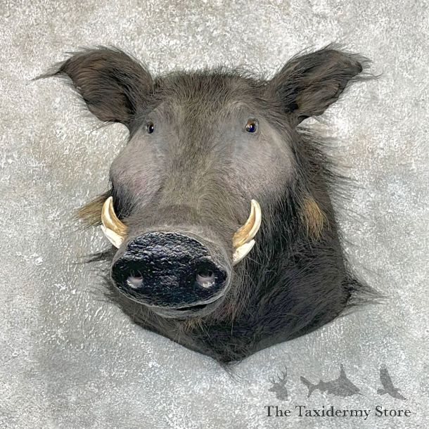 African Giant Forest Hog Taxidermy Shoulder Mount #24193 For Sale @ The Taxidermy Store