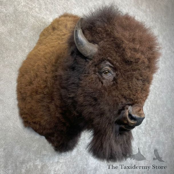 American Bison Shoulder Mount For Sale #24225 @ The Taxidermy Store