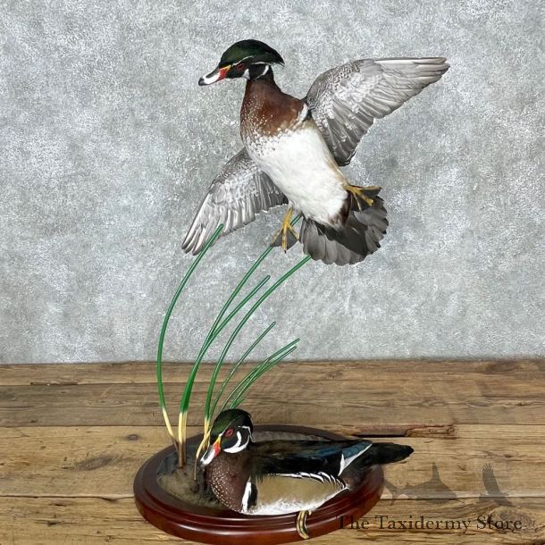 Wood Duck Pair Taxidermy Bird Mount For Sale #24460 @ The Taxidermy Store