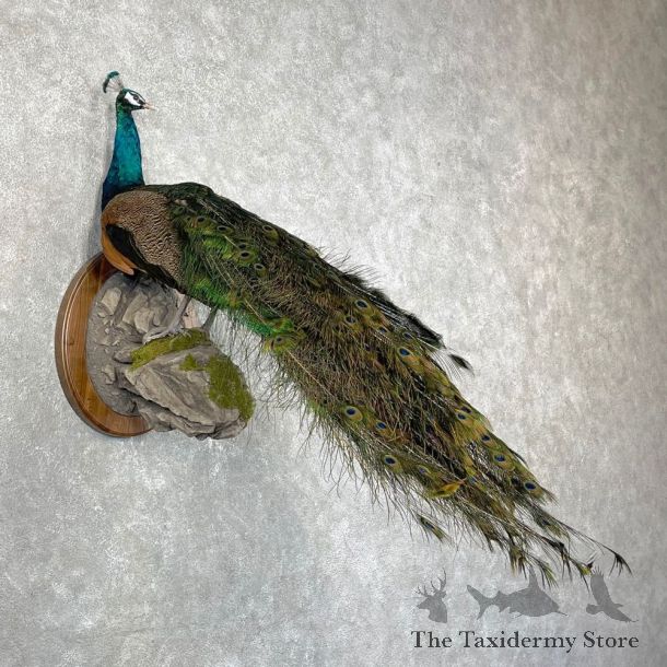 Blue Indian Peacock Bird Mount For Sale #24482 @ The Taxidermy Store