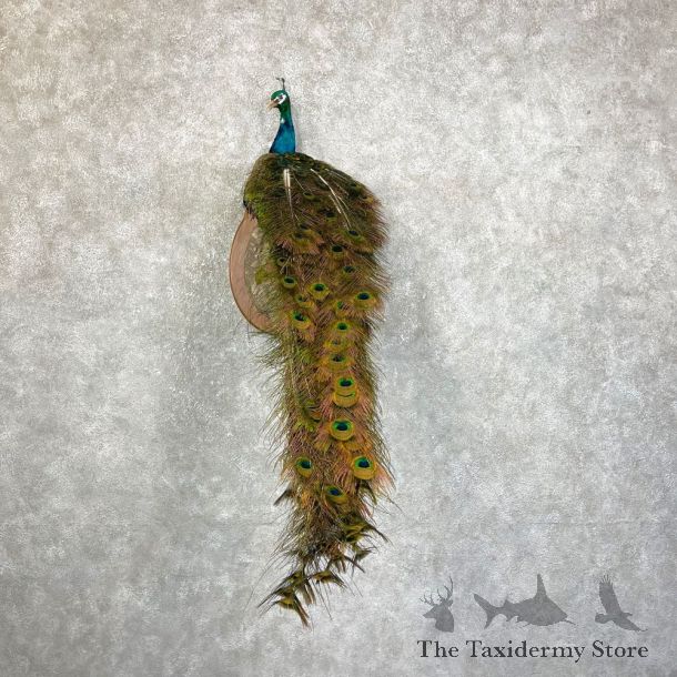 Blue Indian Peacock Bird Mount For Sale #24483 @ The Taxidermy Store