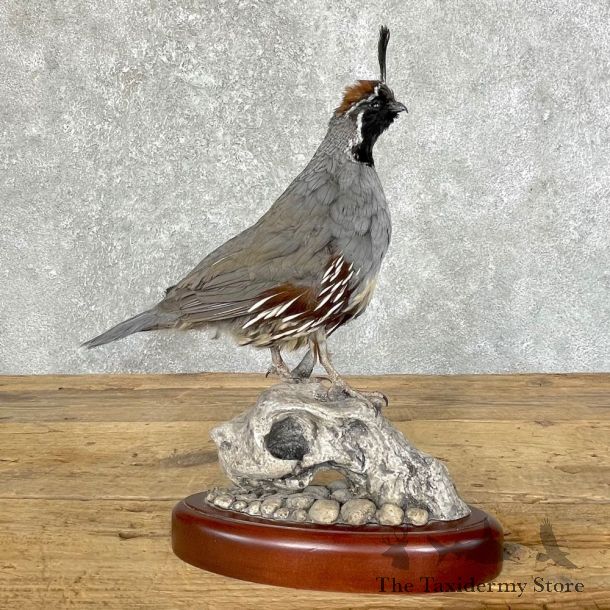 Gambel’s Quail Bird Mount For Sale #24488 @ The Taxidermy Store