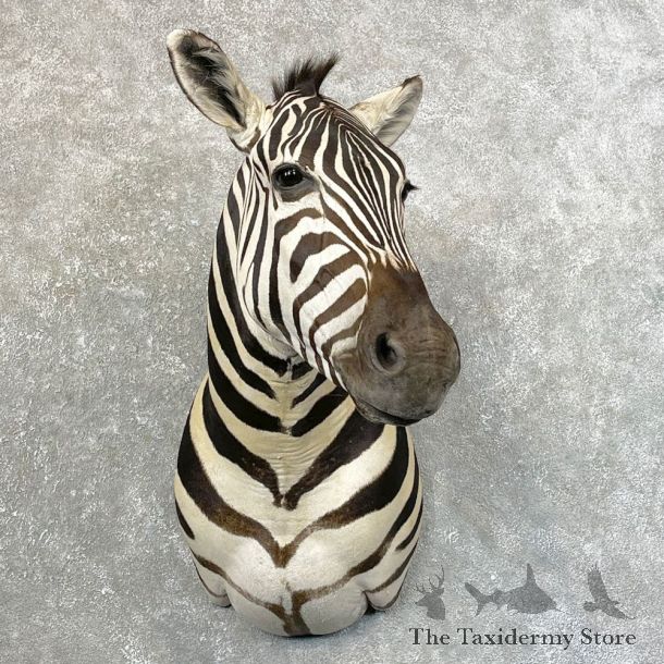 African Zebra Shoulder Mount For Sale #24638 @ The Taxidermy Store