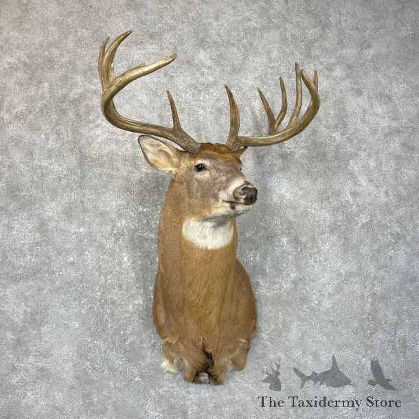 Whitetail Deer Shoulder Mount For Sale #24657 @ The Taxidermy Store