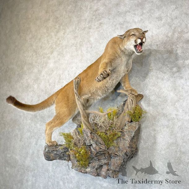 Mountain Lion Life-Size Mount For Sale #24751 @ The Taxidermy Store