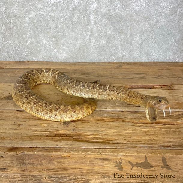 Western Diamondback Rattlesnake Mount For Sale #24841 @ The Taxidermy Store