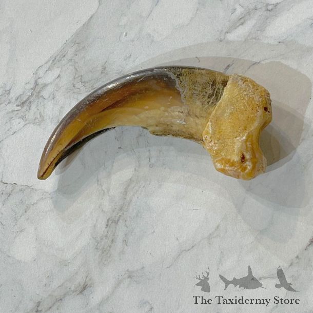 Grizzly Bear Claw For Sale #24873 - The Taxidermy Store