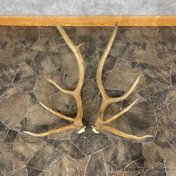 Elk Antler Craft Pack For Sale #25097 @ The Taxidermy Store