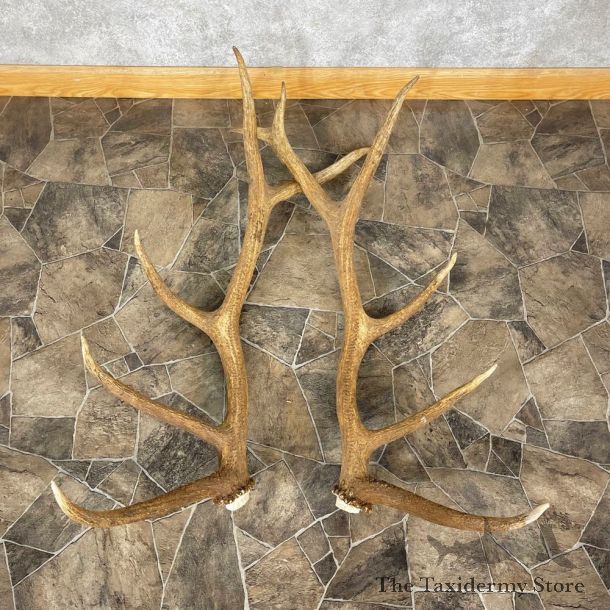 Elk Antler Craft Pack For Sale #25100 @ The Taxidermy Store