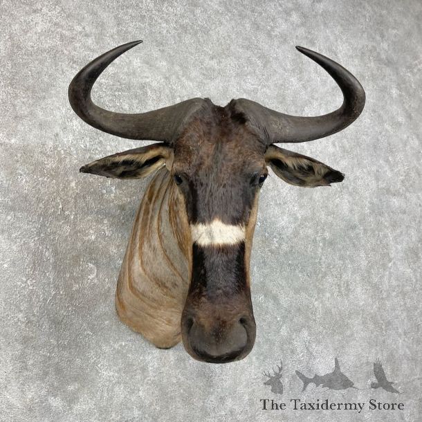 Nyasa Wildebeest Shoulder Mount For Sale #25844 - The Taxidermy Store
