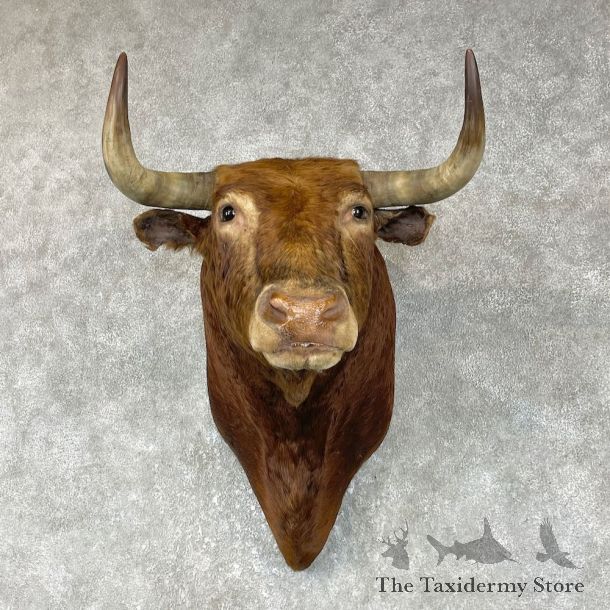 Spanish Fighting Bull Shoulder Mount For Sale #25856 @ The Taxidermy Store