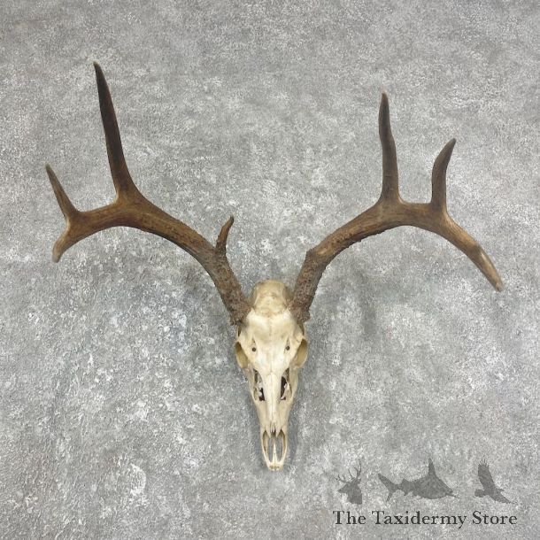 Whitetail Deer Skull European Mount For Sale #25904 @ The Taxidermy Store