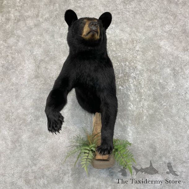 Black Bear Half-Life-Size Taxidermy Mount #26792 For Sale @ The Taxidermy Store
