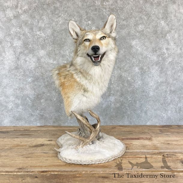 Coyote Desk Pedestal Taxidermy Mount For Sale #26464 @ The Taxidermy Store