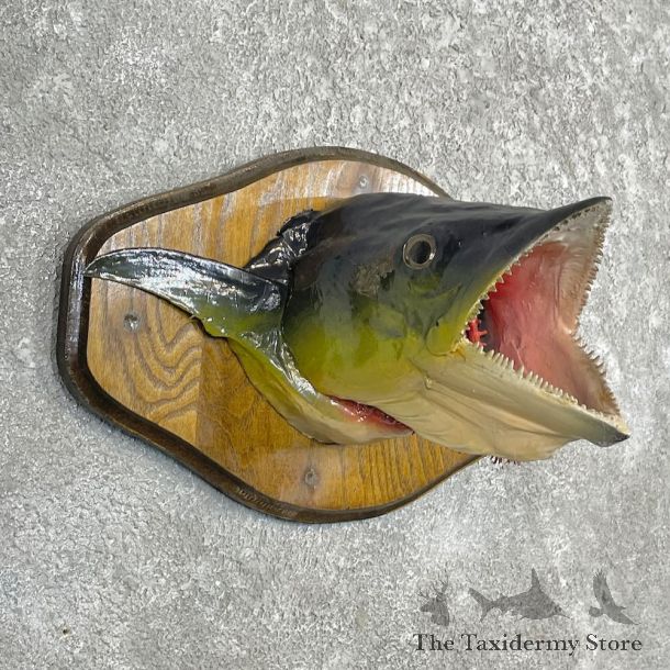 Mackerel Head Mount For Sale #27457 @ The Taxidermy Store