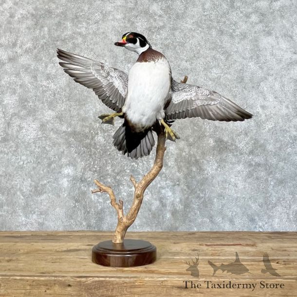 Wood Duck Bird Mount For Sale #27754 @ The Taxidermy Store