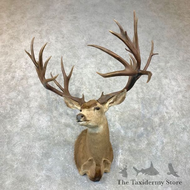 357 Magnum Buck Shoulder Mount For Sale #23700 @ The Taxidermy Store