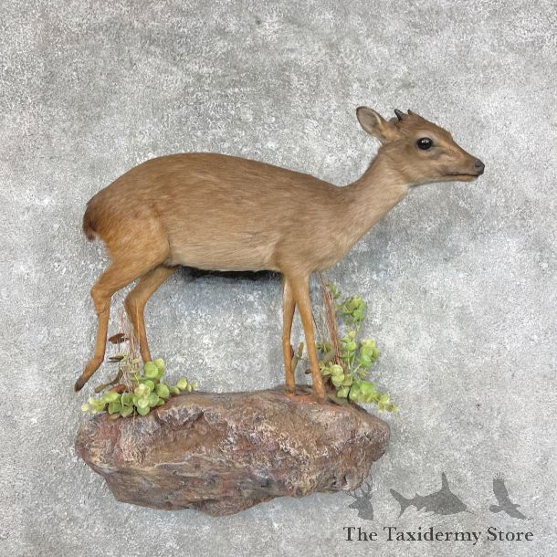 Blue Duiker Life-Size Mount For Sale #25329 @ The Taxidermy Store