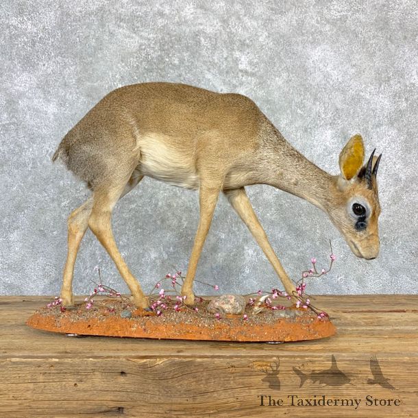 Kirk's Dik-Dik Life-Size Mount For Sale #28876 @ The Taxidermy Store
