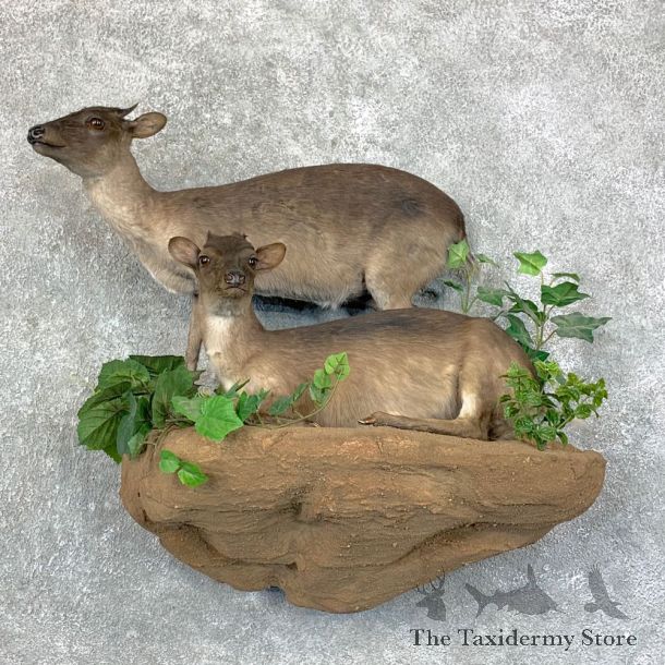 Blue Duiker Pair Life-Size Mount For Sale #28882 @ The Taxidermy Store