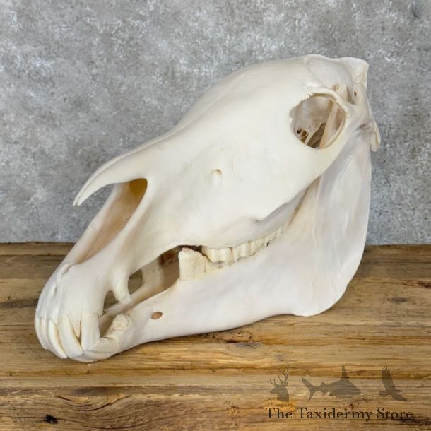 African Burchell's Zebra Skull Mount For Sale #28964 @ The Taxidermy Store