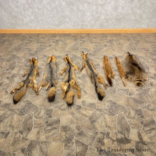 7-Pack Shop Special Hides For Sale #27054 @ The Taxidermy Store