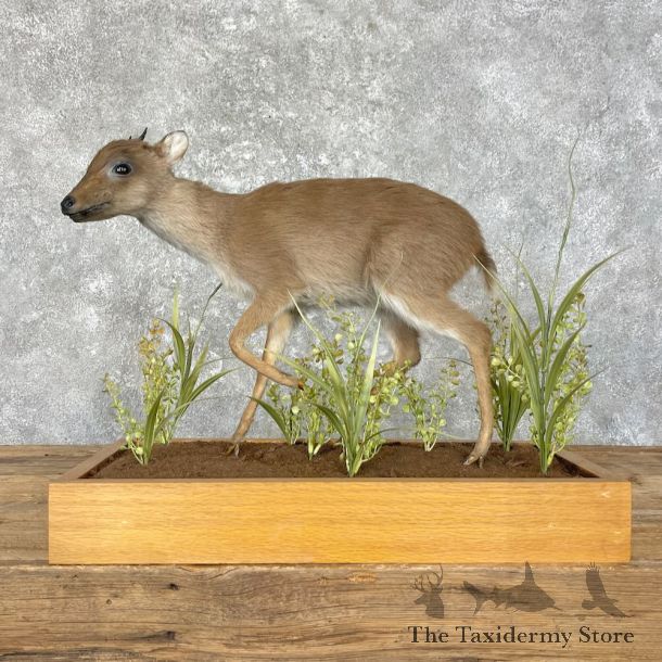 Blue Duiker Life-Size Mount For Sale #27610 @ The Taxidermy Store