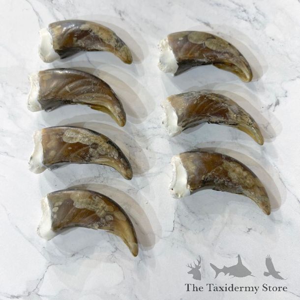 7 Pack Grizzly Bear Back Claws For Sale #24857 - The Taxidermy Store