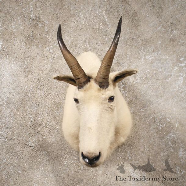 Mountain Goat Shoulder Mount #8969 - The Taxidermy Store