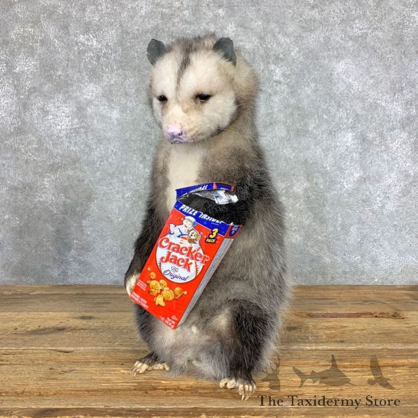 “Cracker Jack” Opossum Mount For Sale #23393 @ The Taxidermy Store