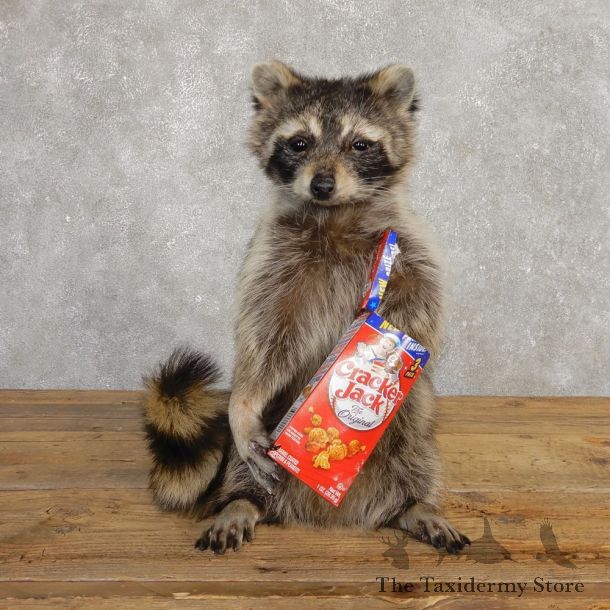 “Cracker Jack” Raccoon Mount For Sale #20187 @ The Taxidermy Store