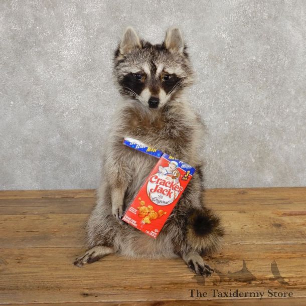 “Cracker Jack” Raccoon Mount For Sale #20188 @ The Taxidermy Store