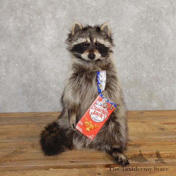 “Cracker Jack” Raccoon Mount For Sale #20189 @ The Taxidermy Store