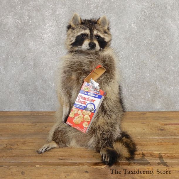 “Cracker Jack” Raccoon Mount For Sale #20190 @ The Taxidermy Store