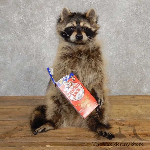 “Cracker Jack” Raccoon Mount For Sale #20191 @ The Taxidermy Store
